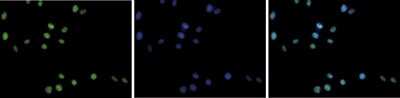 Immunocytochemistry/ Immunofluorescence: LSD1 Antibody [NBP3-18684]